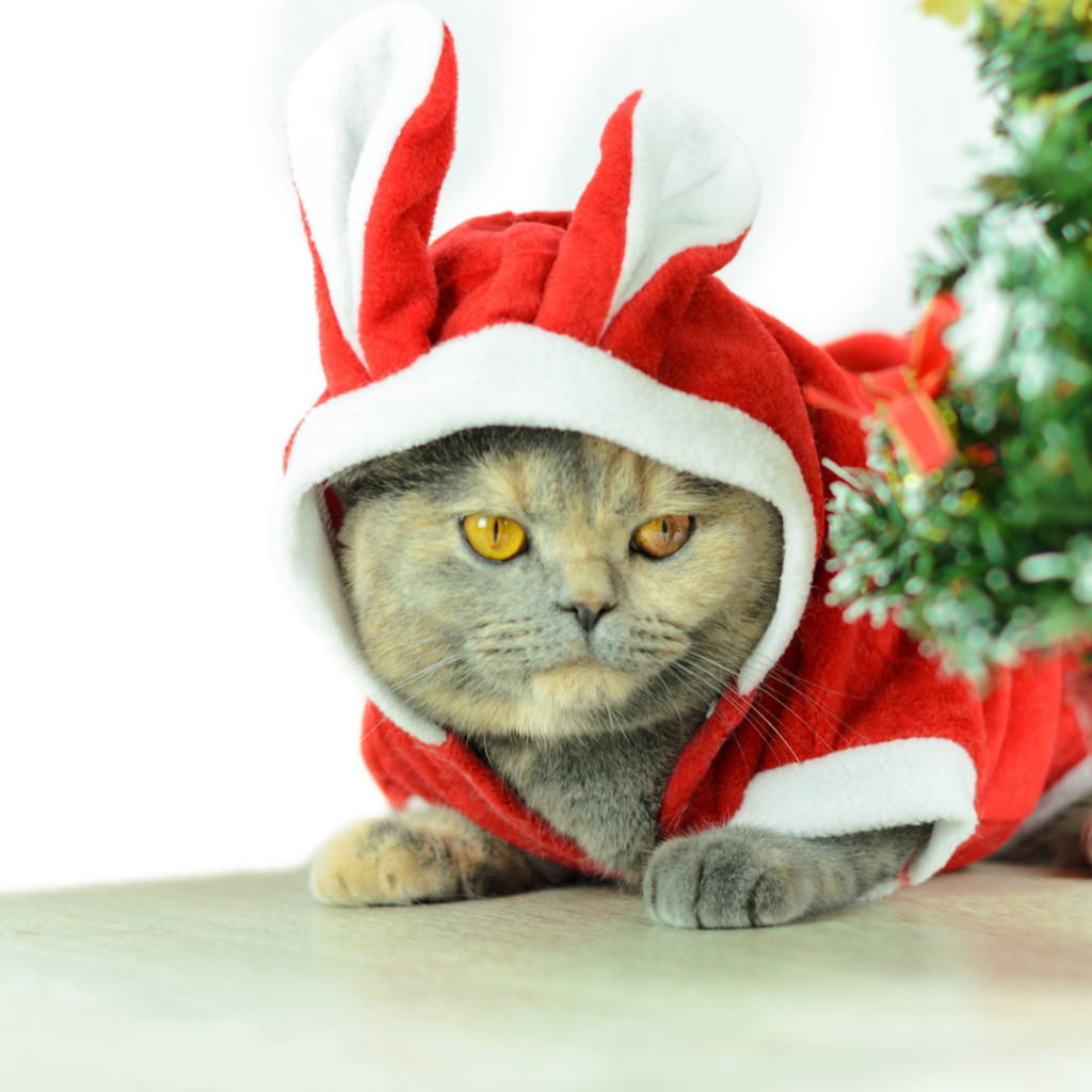 Cat in a Christmas costume